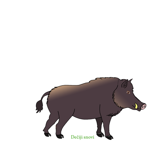 Životinja - Divlja svinja